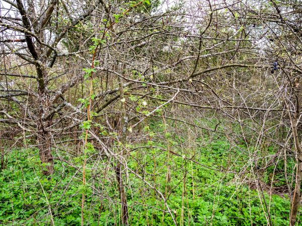 Underbrush Clearing in Yorba Linda
