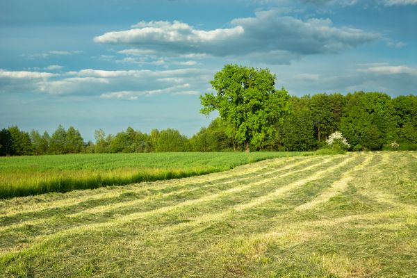 Cost of Vegetation Removal in Yorba Linda