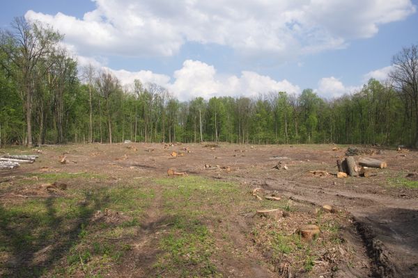 Cost of Pasture Clearing in Yorba Linda