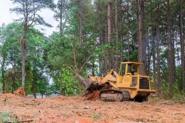 Forest Thinning in Yorba Linda