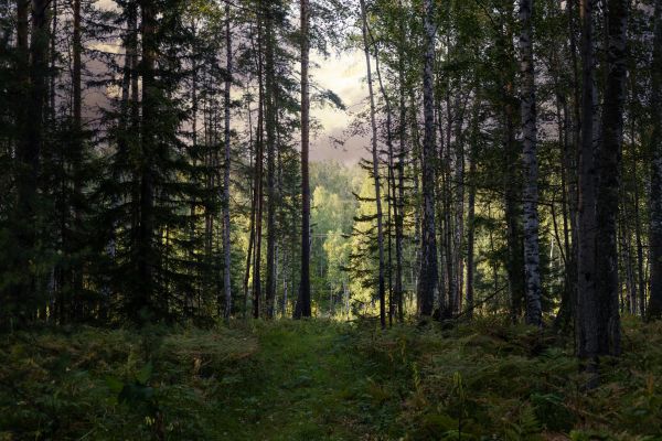 Cost of Pine Tree Clearing in Yorba Linda