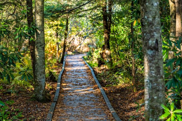 Cost of Trail Clearing in Yorba Linda