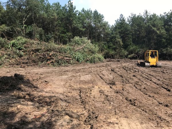 Cost of Thicket Clearing in Yorba Linda